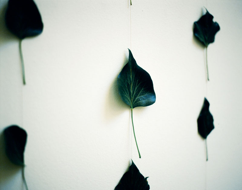 Ces quelques fleurs - rudy deceliere